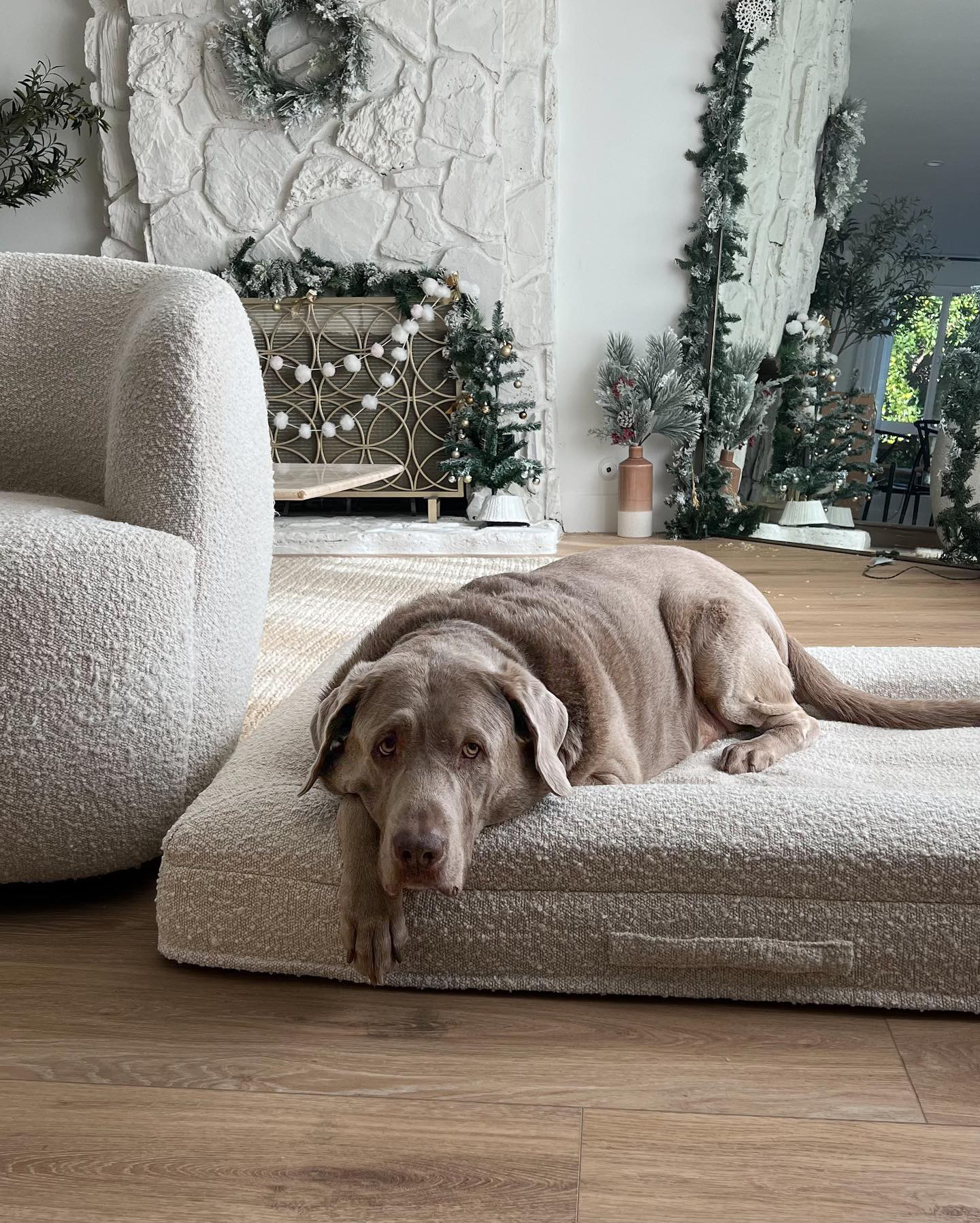 Bluewater Dog Facebook ad