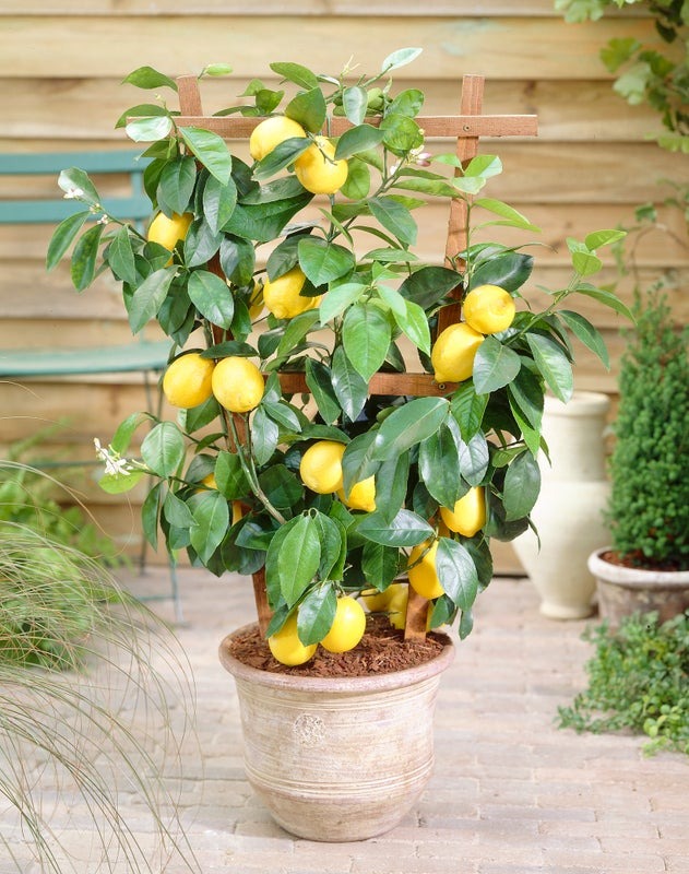Fast Growing Trees Facebook ad