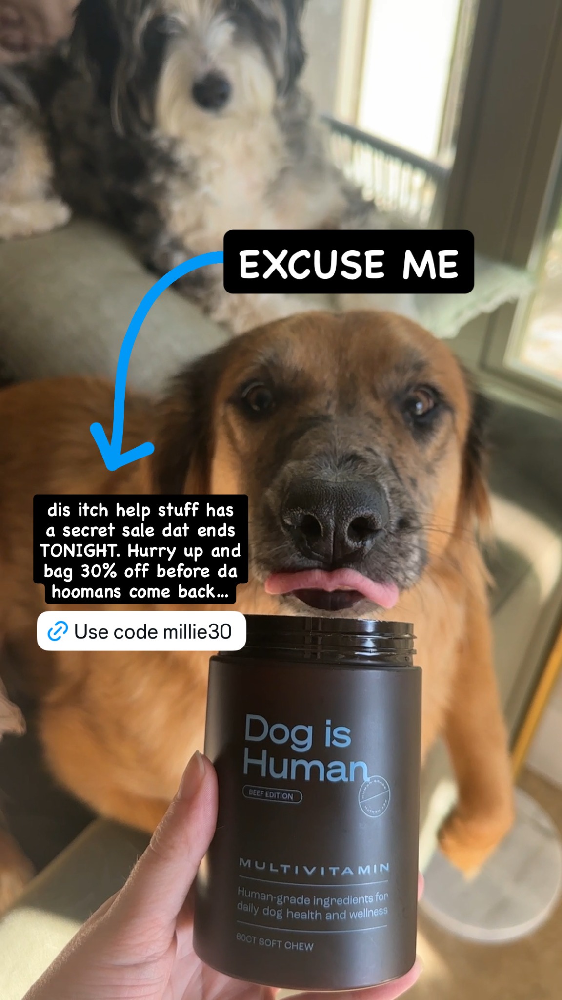 Dog is Human Facebook ad