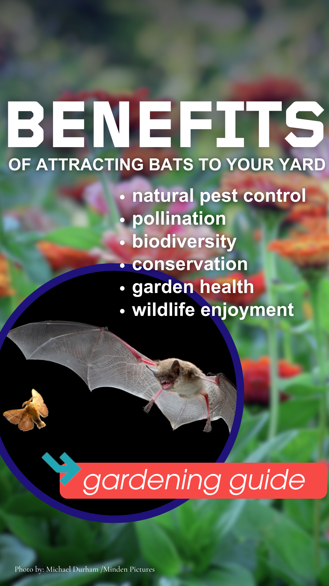 Bat Conservation International Facebook ad from Feb 11, 2026
