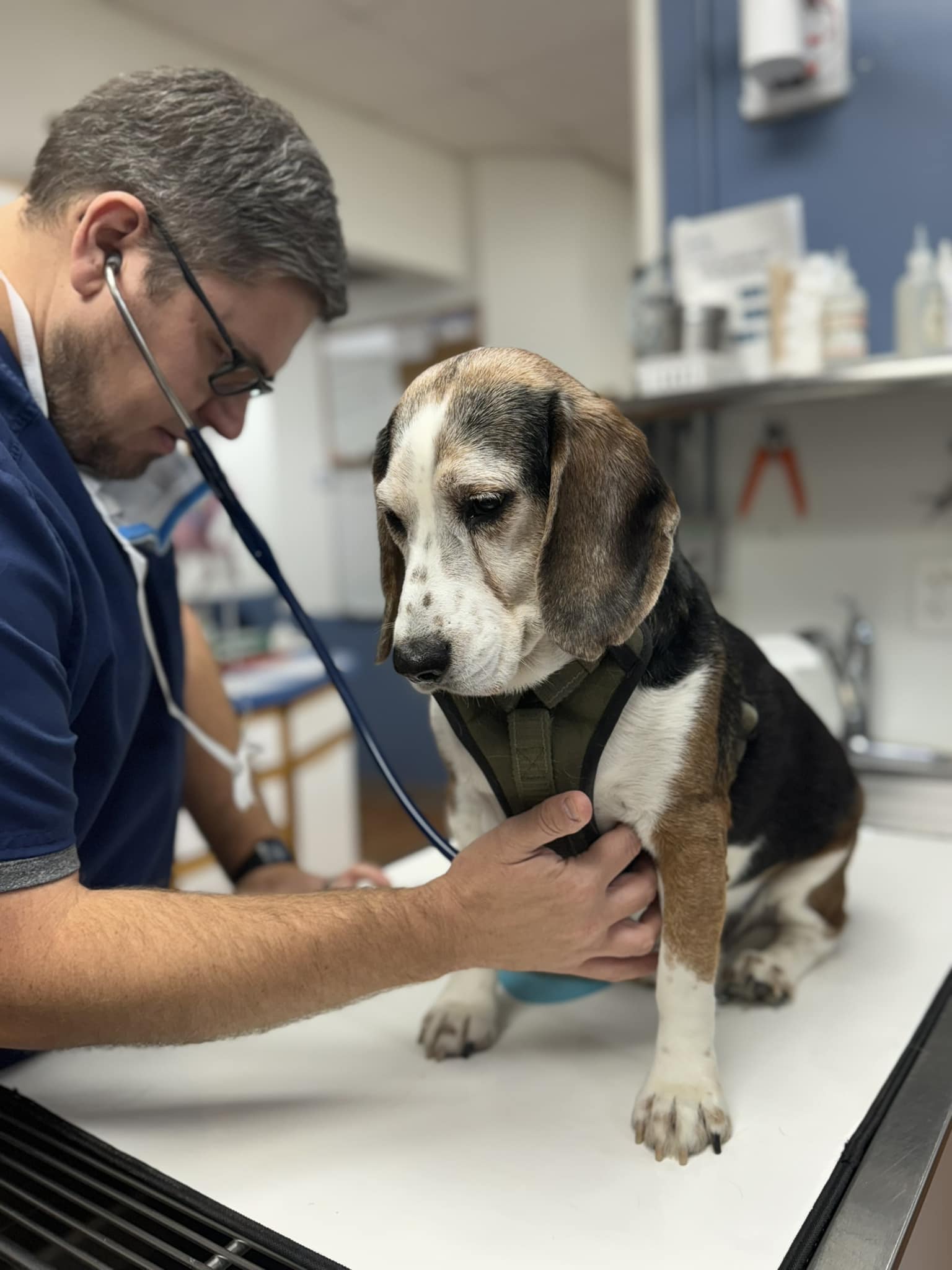 Easton Animal Hospital Facebook ad: Veterinarian in Columbus, OH | Easton Animal Hospital