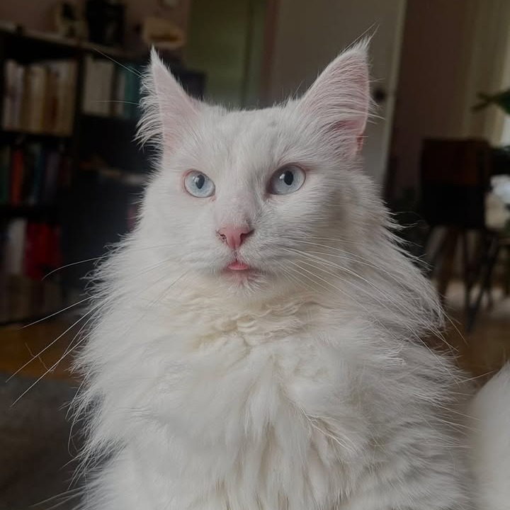 NHV Natural Pet Products Facebook ad: Hearty-Heart for cats