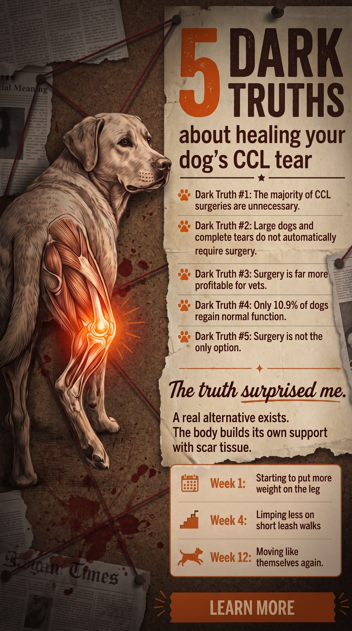 Dog Mom Diaries Facebook ad: The Dark Side of CCL Surgery Most Vets Don’t Mention