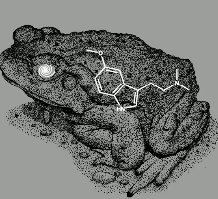 Bufo Alvarius Sanctuary Facebook ad: Become A Bufo Alvarius Facilitator. Training Starts Dec 1st