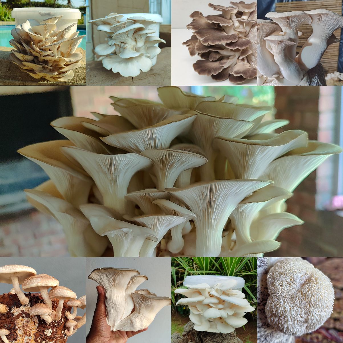 Vaal Exotic Mushrooms Facebook ad: Grow unique Mushrooms Indoors, Effortlessly