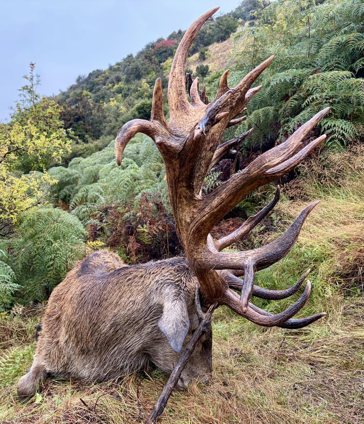 Southern Lakes Safaris Facebook ad: Beautiful dark stain on this heavy antlered, early…