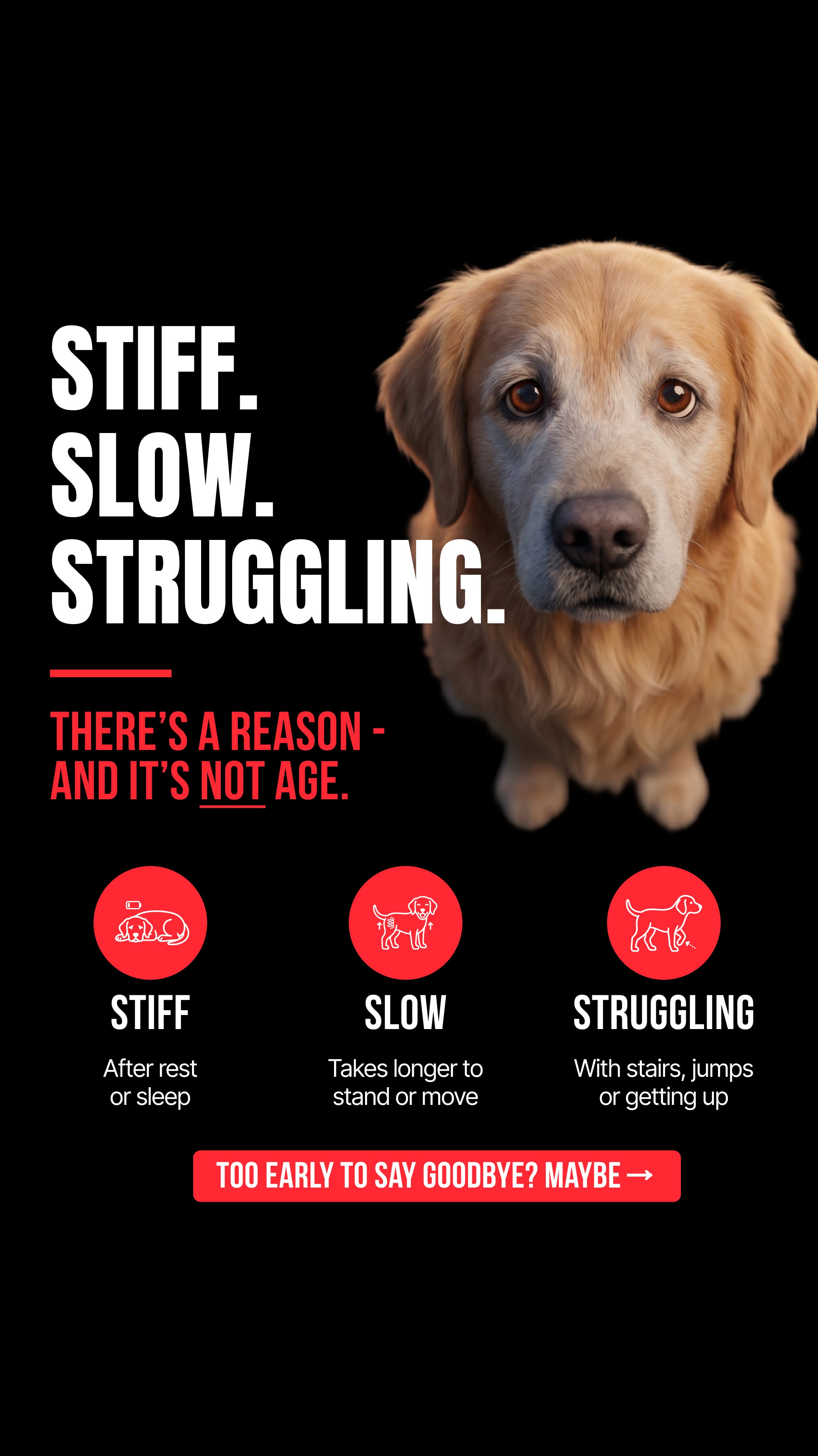 Helio Pet Facebook ad