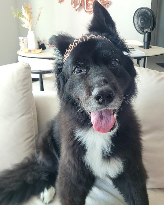 NHV Natural Pet Products Facebook ad: 100% Natural Pet Remedies | NHV Natural Pet Products