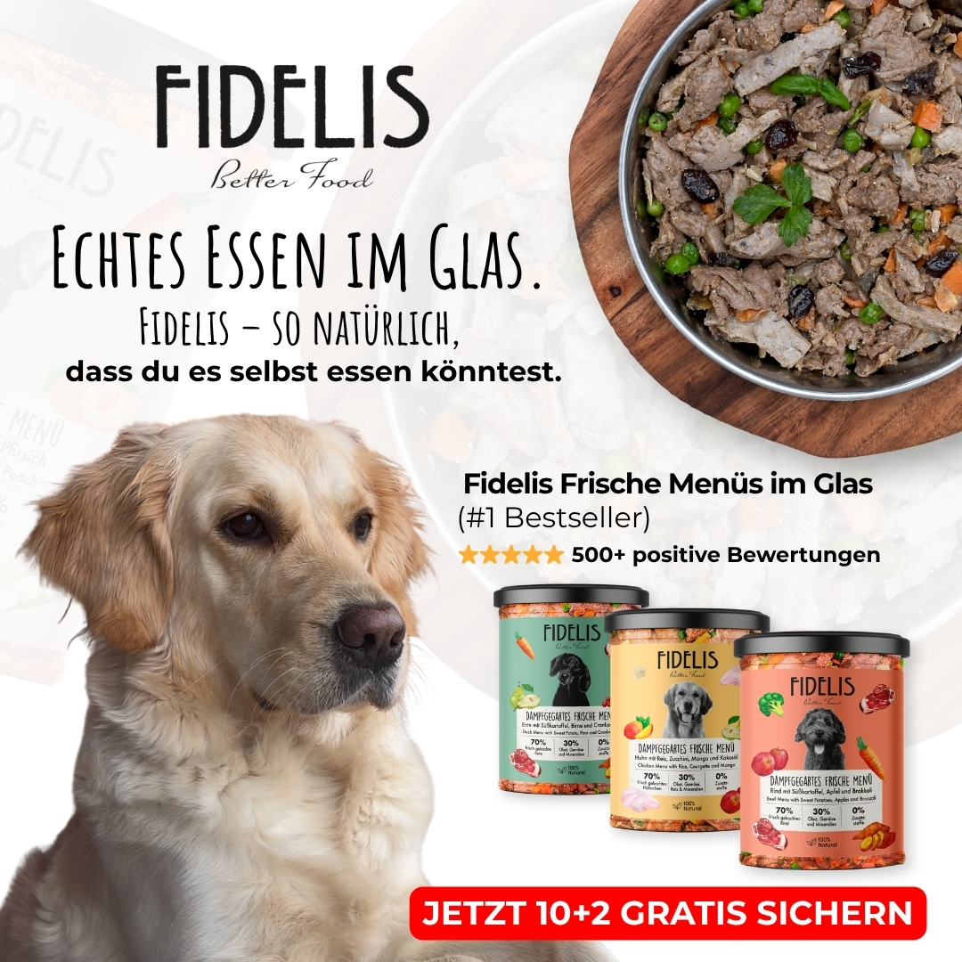 Fidelis.dog Facebook ad