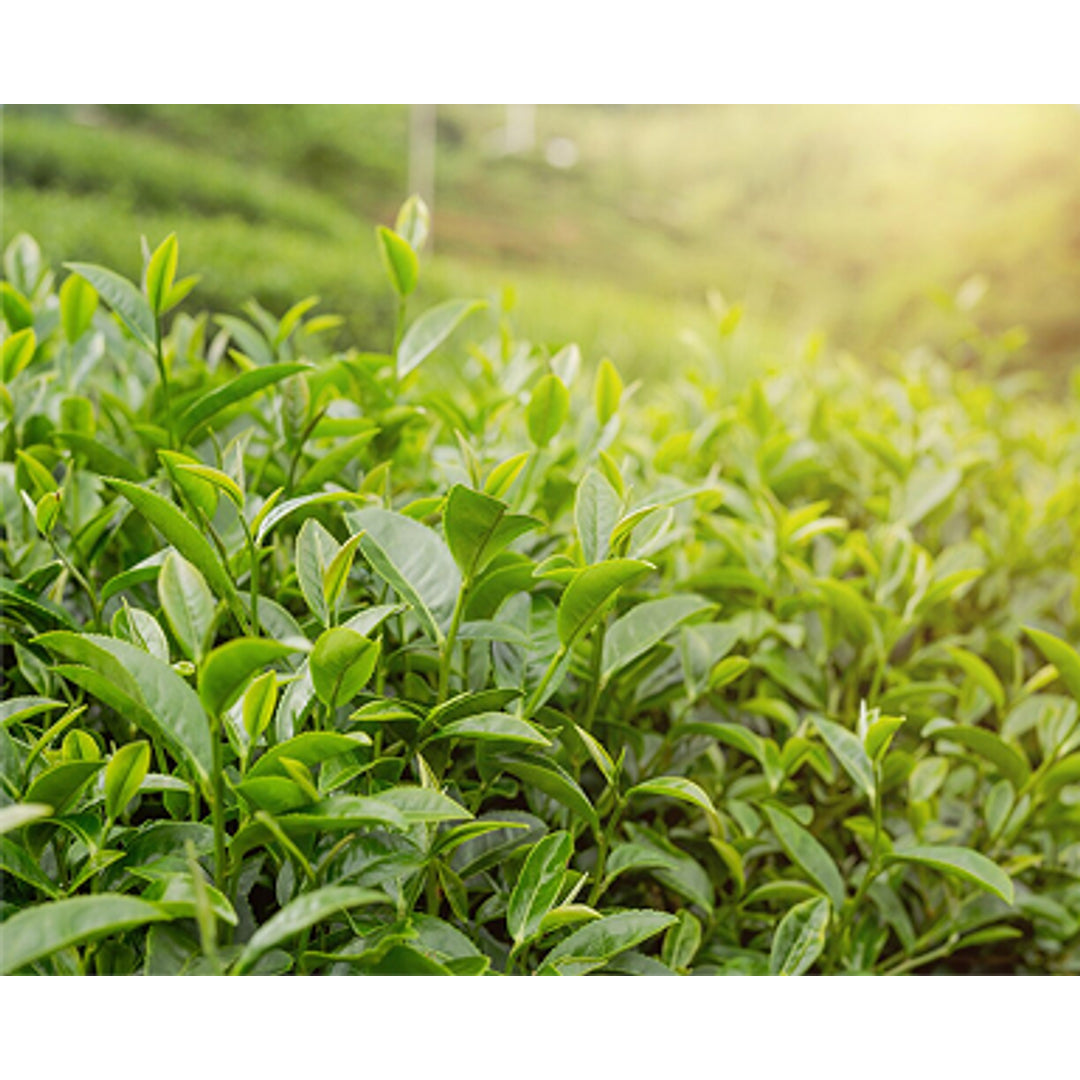 The Secret of Tea Facebook ad
