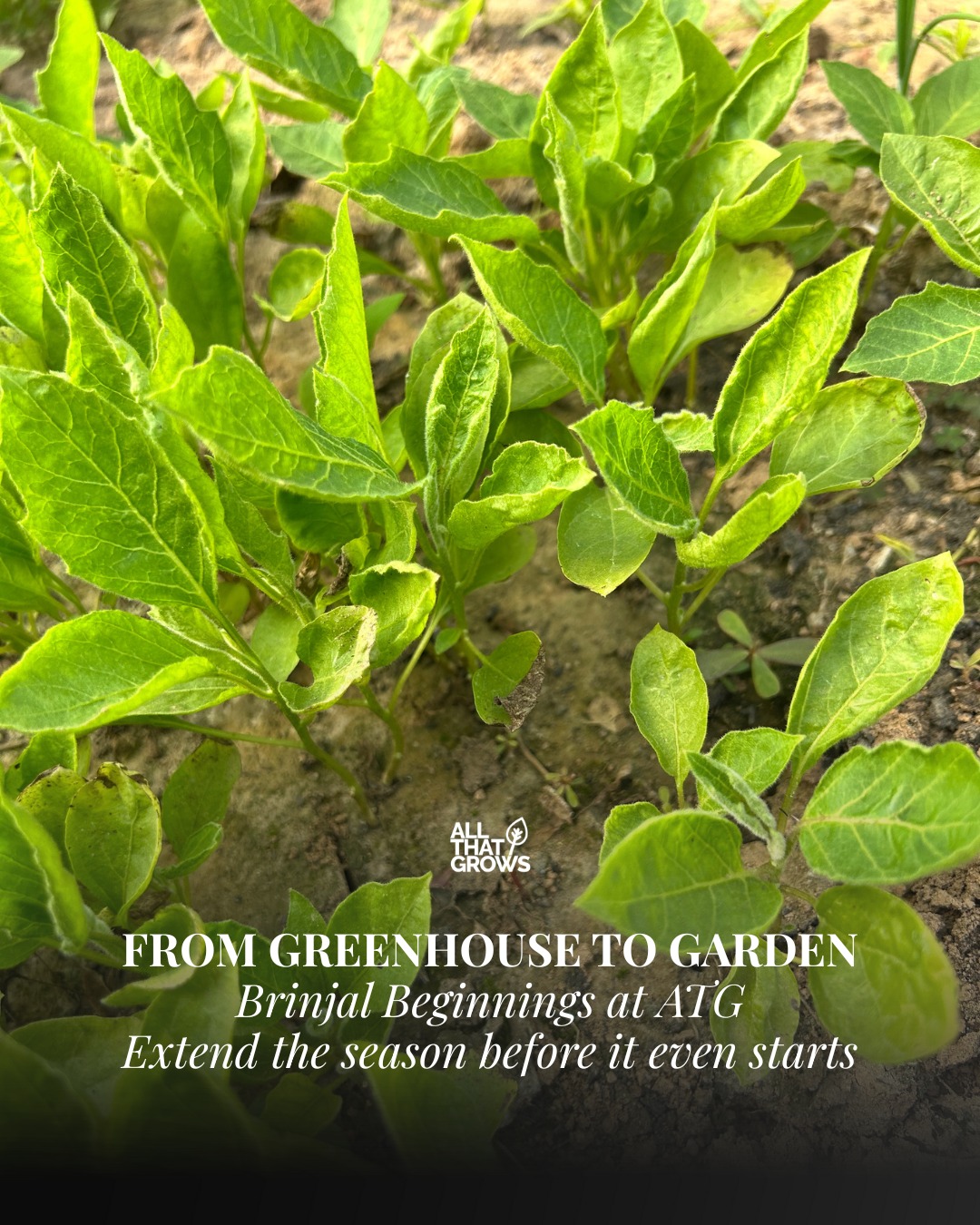 AllThatGrows Facebook ad: These brinjal seedlings are getting ready in the…