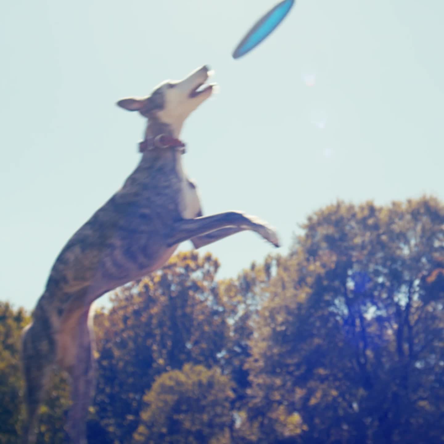 American Kennel Club Facebook ad from Aug 26, 2026