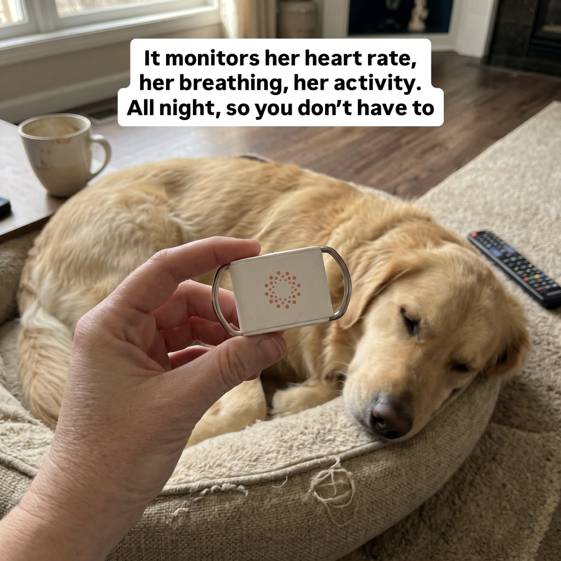 Maven Pet Facebook ad
