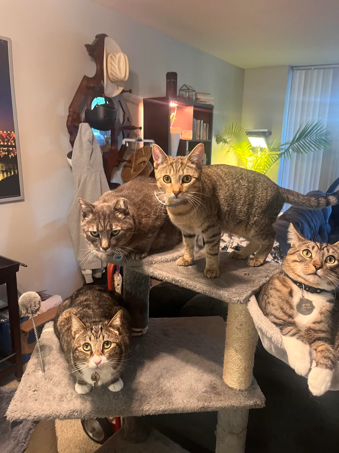 Barbara's Cat Diary Facebook ad