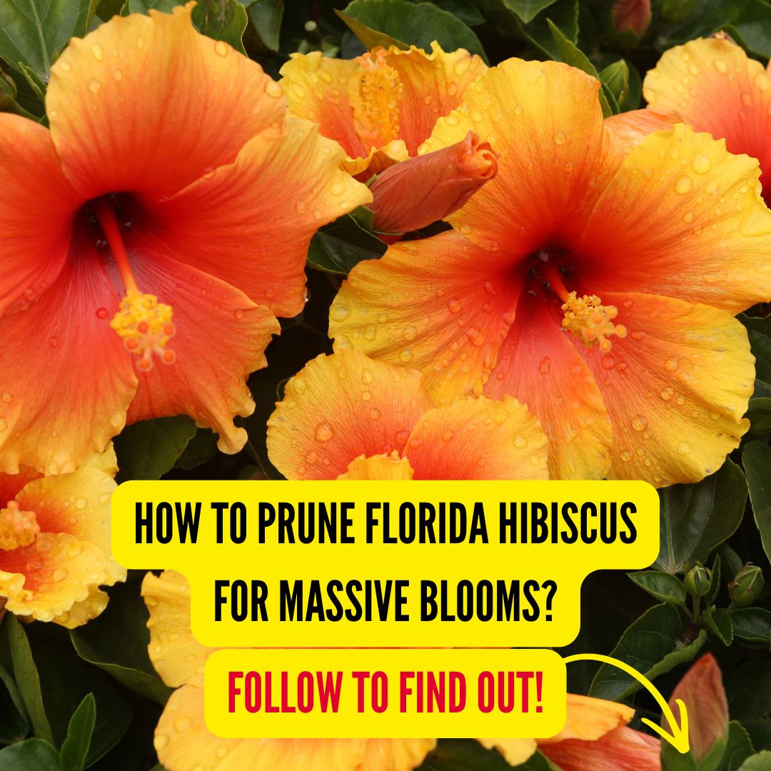 Florida Gardener Facebook ad from Mar 23, 2026
