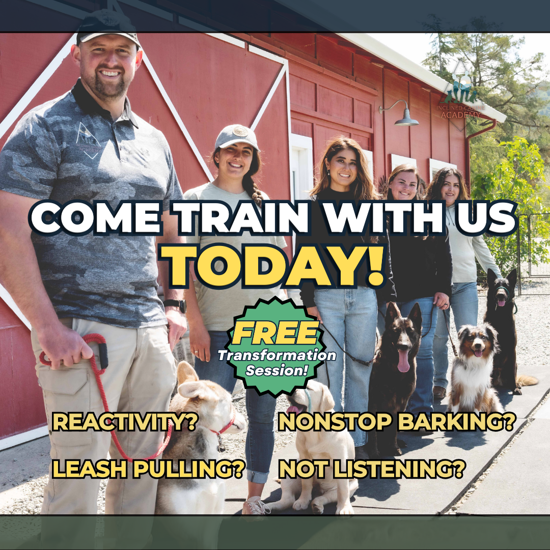 Inclined Canine Academy Facebook ad from Oct 15, 2025