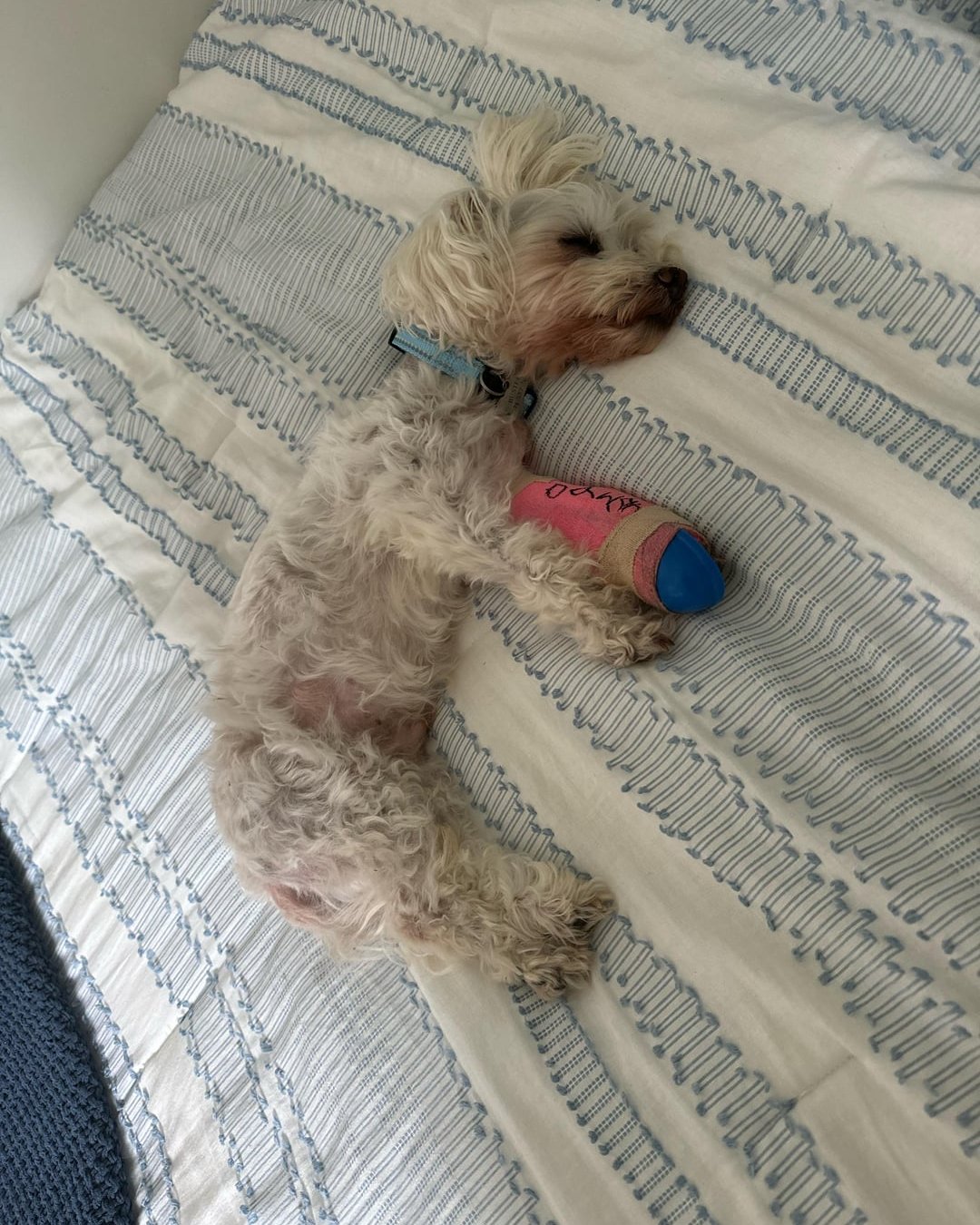Emma Collins Facebook ad: Read this if your dog can't walk anymore