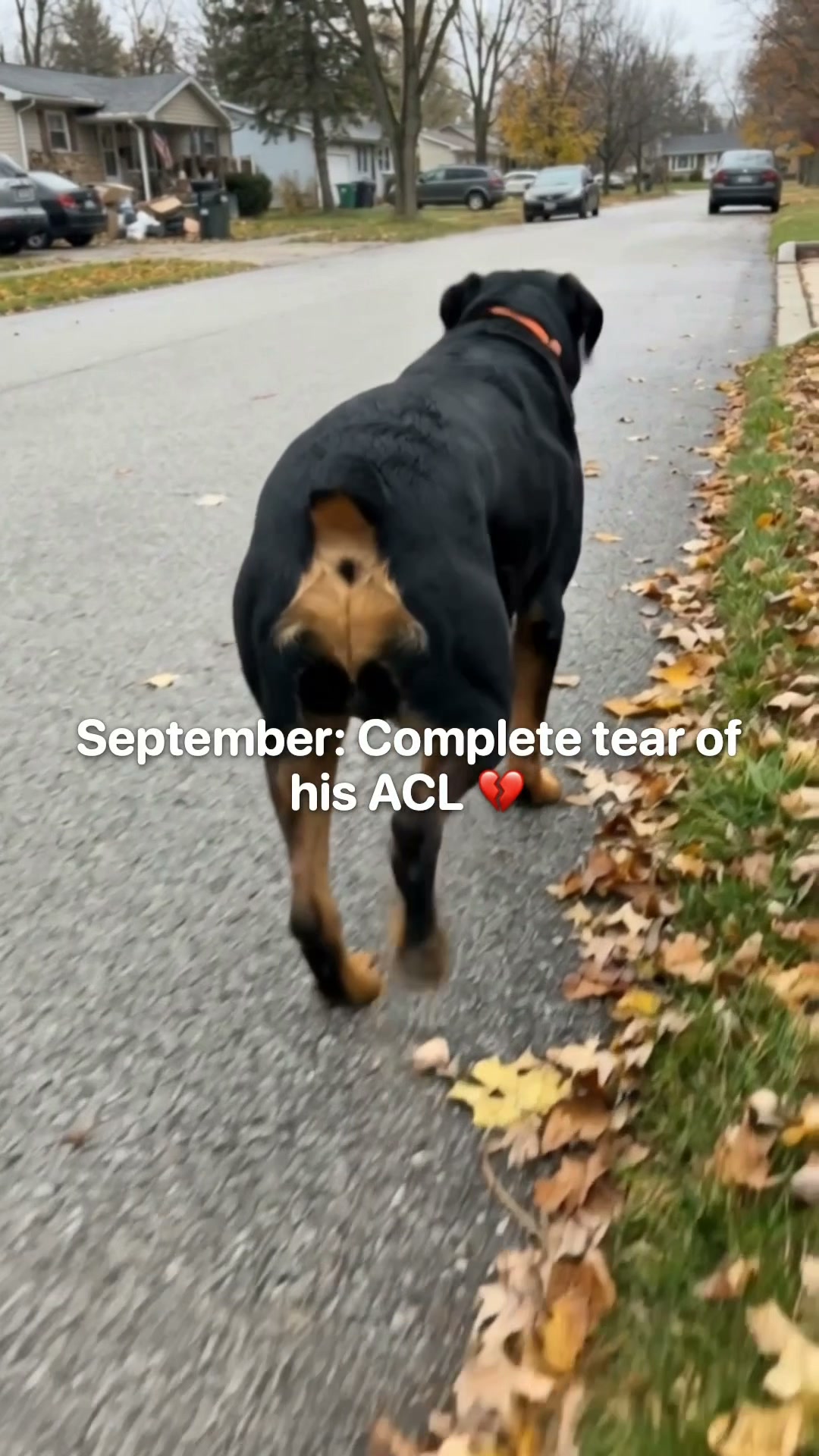 Vet-Recommended Pet Products Facebook ad: Torn CCL. No Surgery. Here's What We Fed Instead