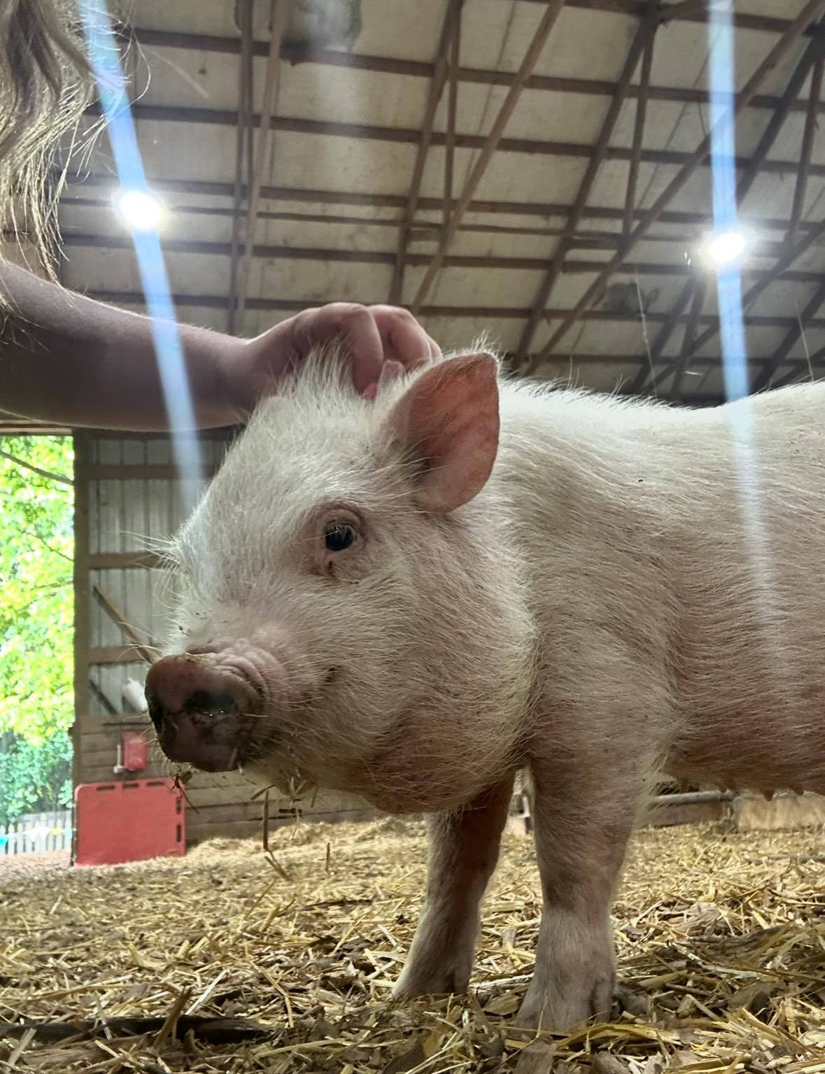 Oinking Acres Farm Rescue & Sanctuary Facebook ad: Please don’t tell Hoagie I posted this picture…