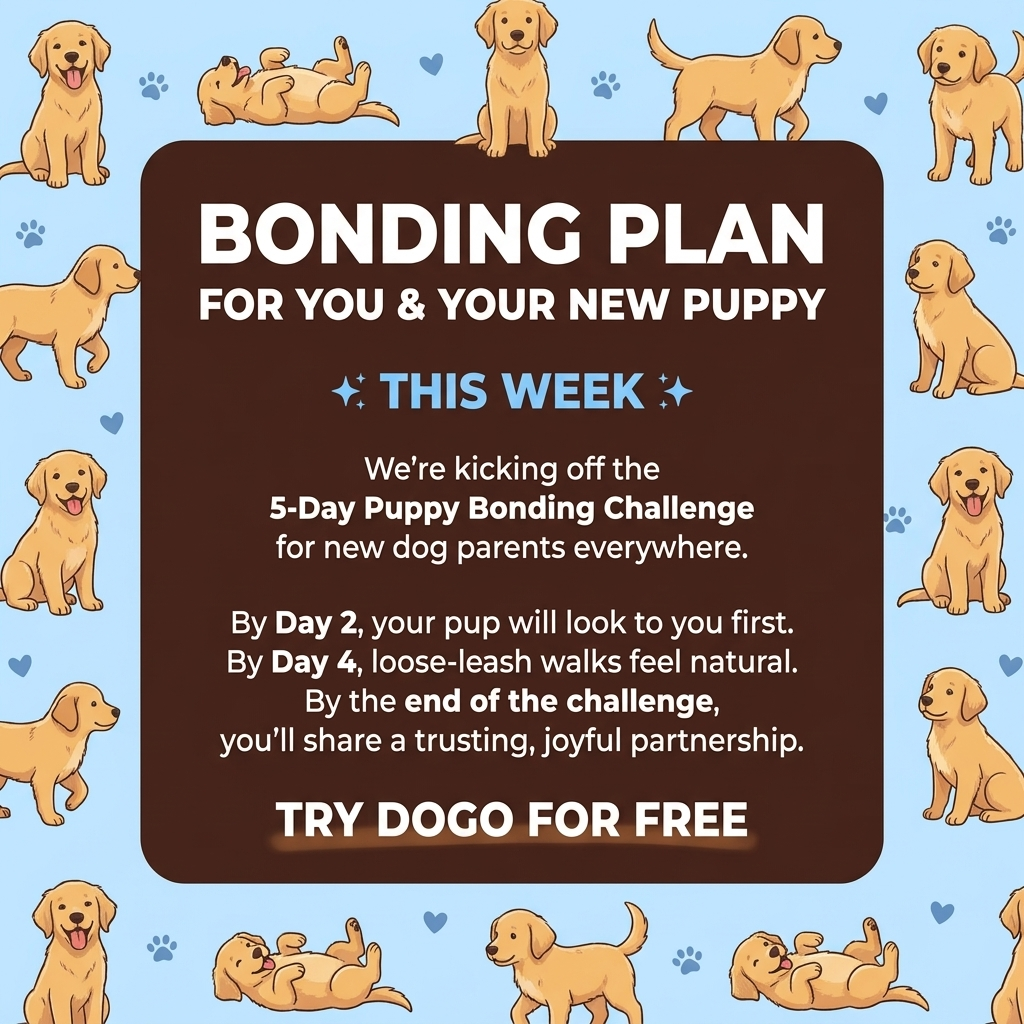 Dogo Facebook ad