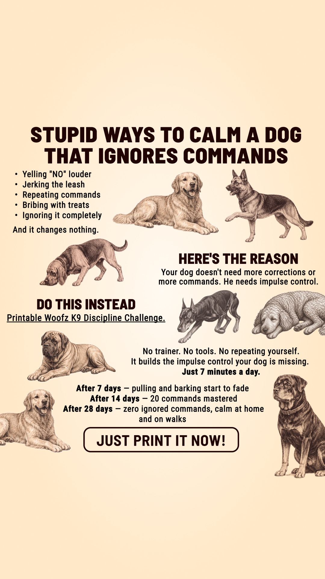 Dog Training Program Facebook ad: Take the lead. Start now