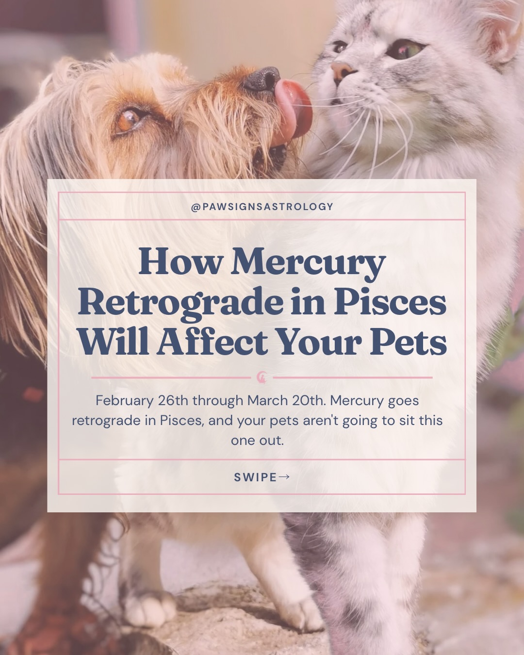 Pawsigns Astrology App Facebook ad: Mercury Retrograde is coming!