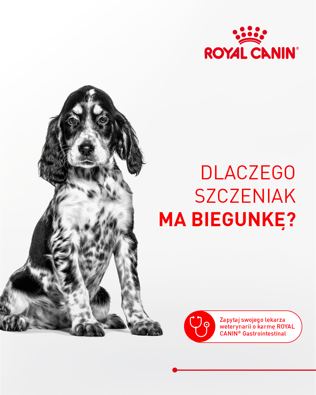 Royal Canin Facebook ad: Biegunka u szczenięcia może być powodem do niepokoju.