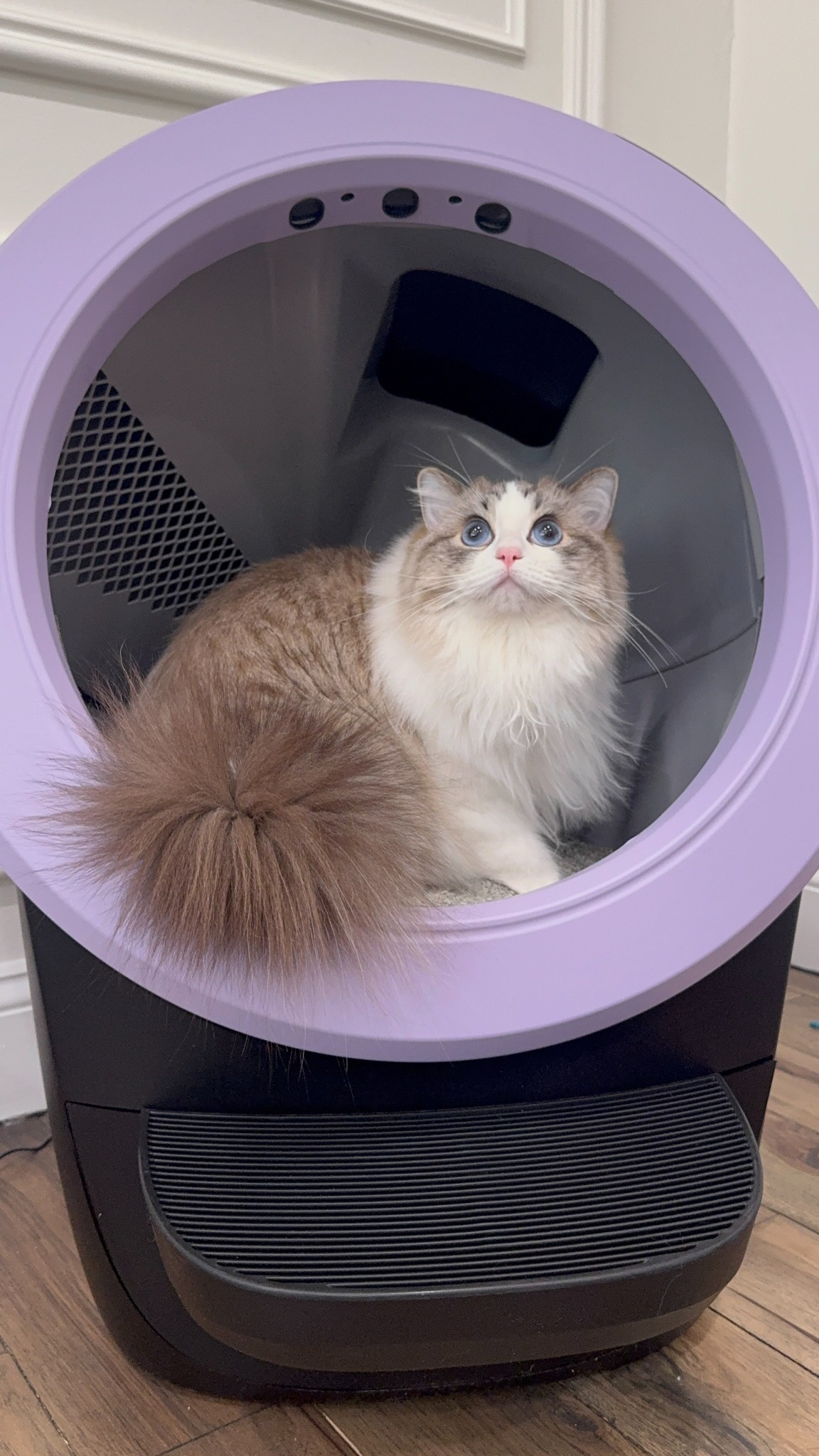 Litter-Robot by Whisker Facebook ad