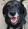 Dog Advice Community
