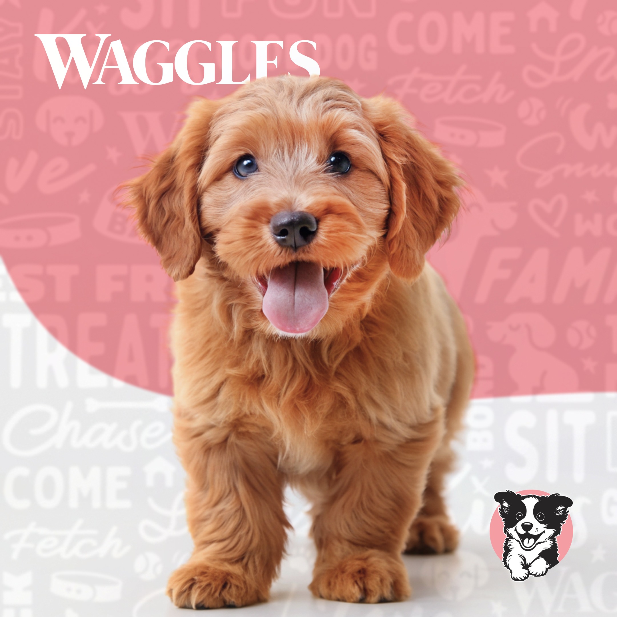 Waggles Raleigh Facebook ad: Unleash happiness at Waggles Puppy Boutique!