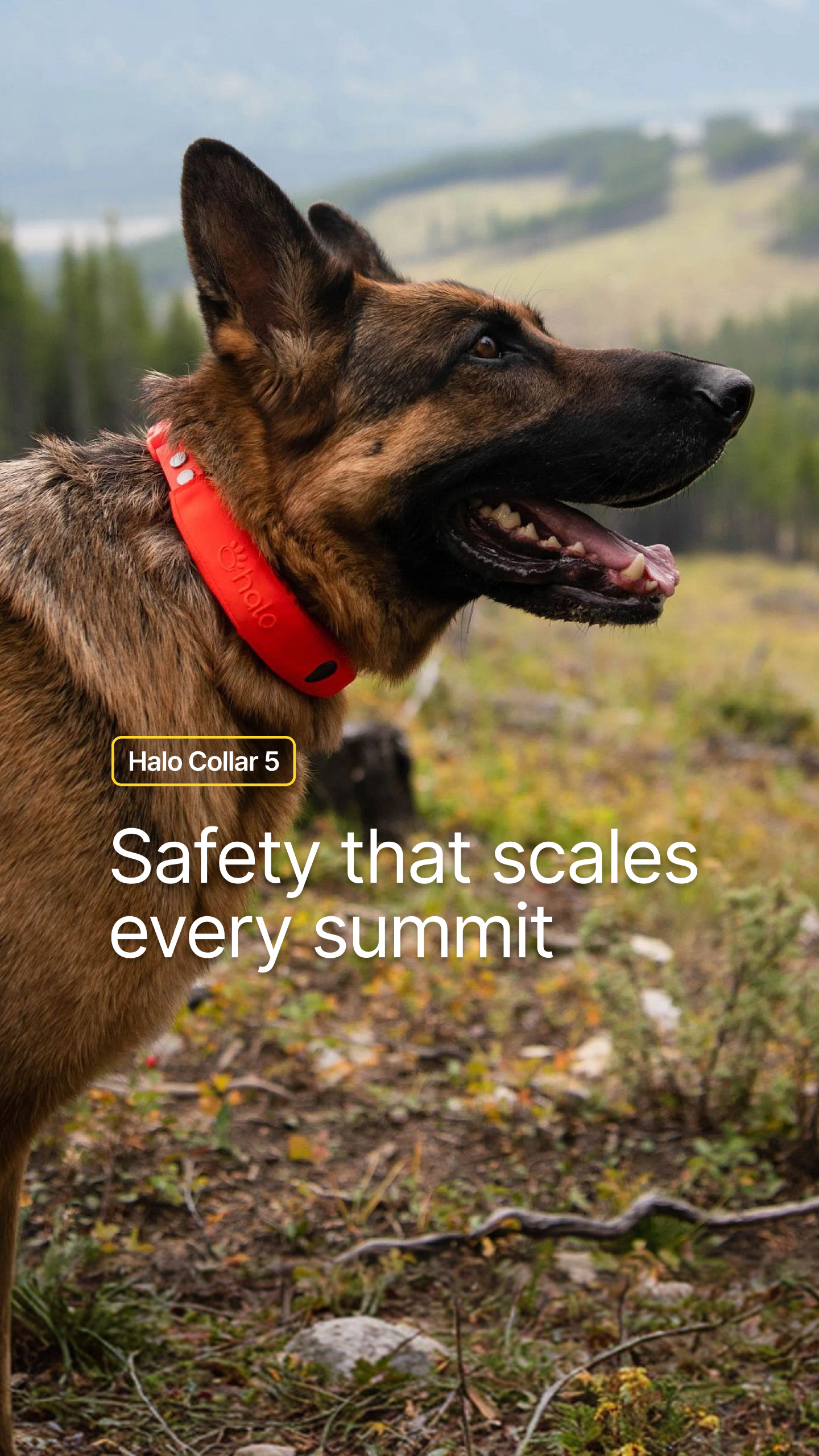 Halo Collar Facebook ad