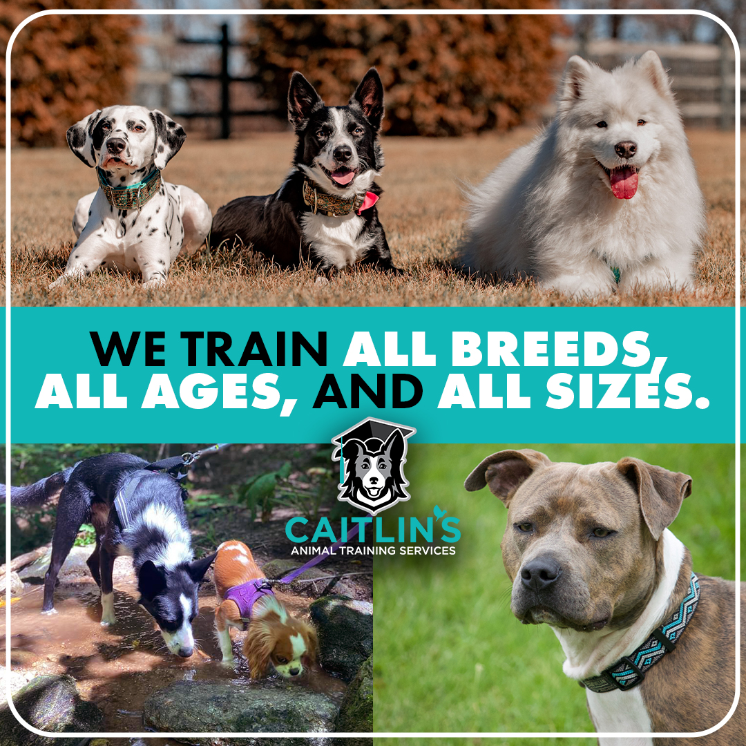Caitlin's Animal Training Facebook ad: Raising Kids & a Dog in Allentown? We’ve Got You