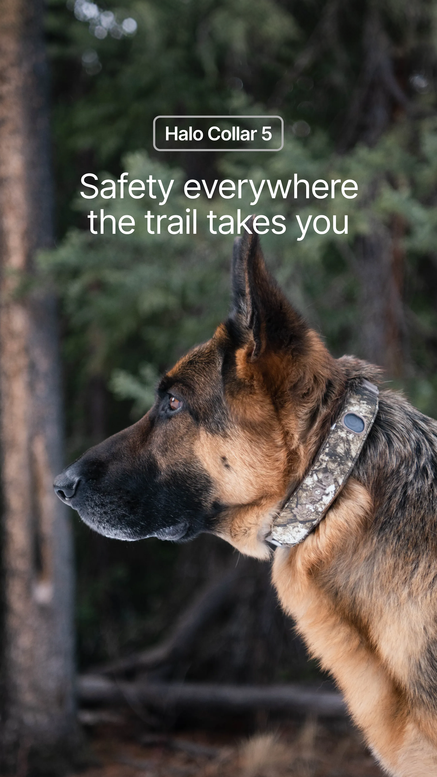 Halo Collar Facebook ad