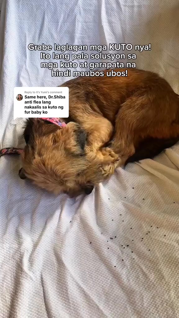 Dr Shiba Facebook ad: Protect your pets the natural way