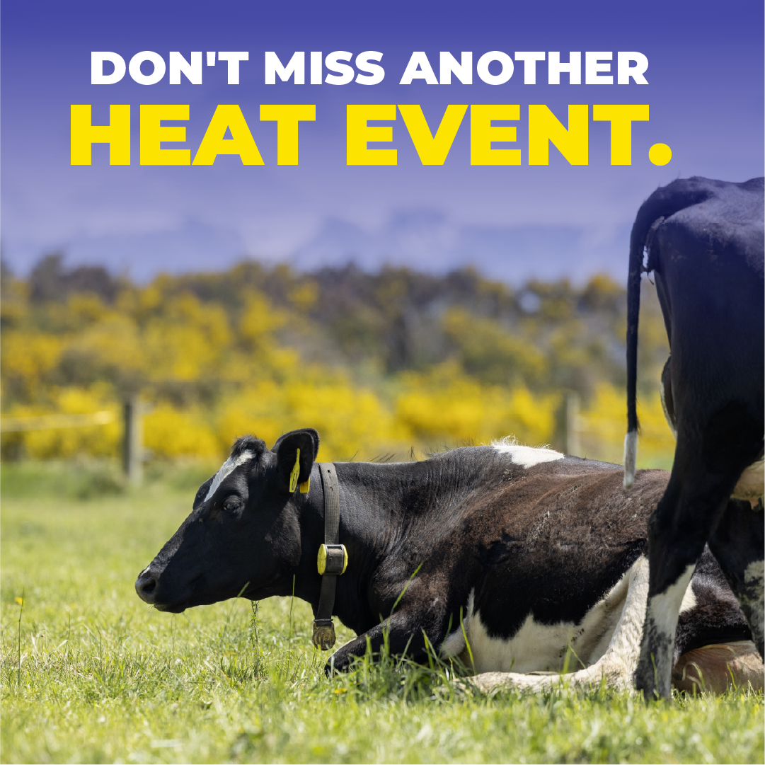 Datamars Livestock NZ Facebook ad: Silent heat solved