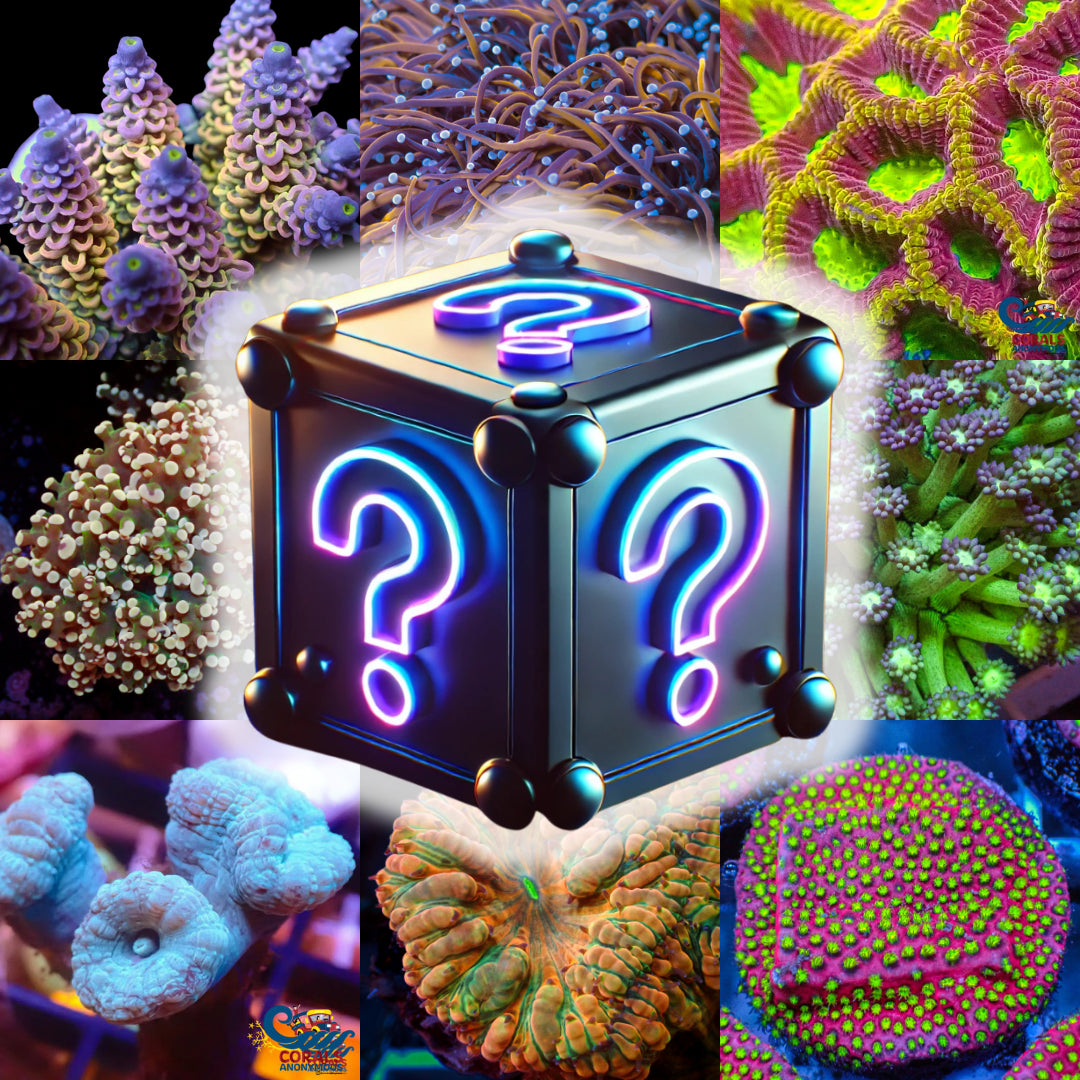Corals Anonymous Facebook ad: Huge sales of UP TO 80%OFF!