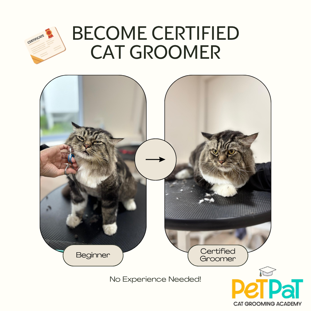petpat.sg Facebook ad