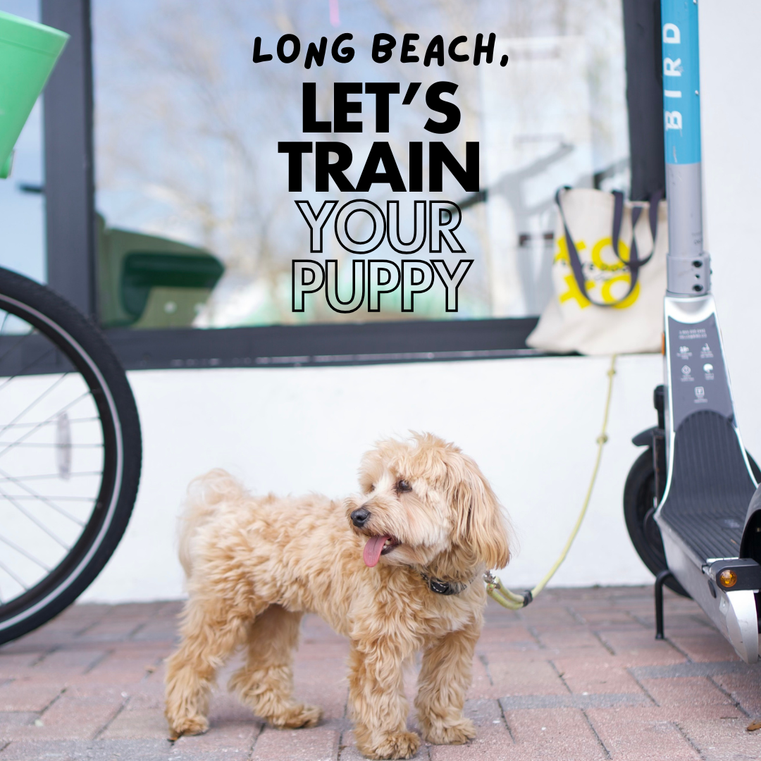 Mystic Dog Training Facebook ad from Sep 30, 2025