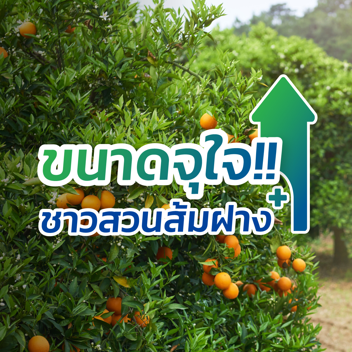 Bayer CS Thailand Facebook ad: ขนาดใหม่ จุใจกว่าเดิม! สำหรับชาวสวนส้มฝางโดยเฉพาะ