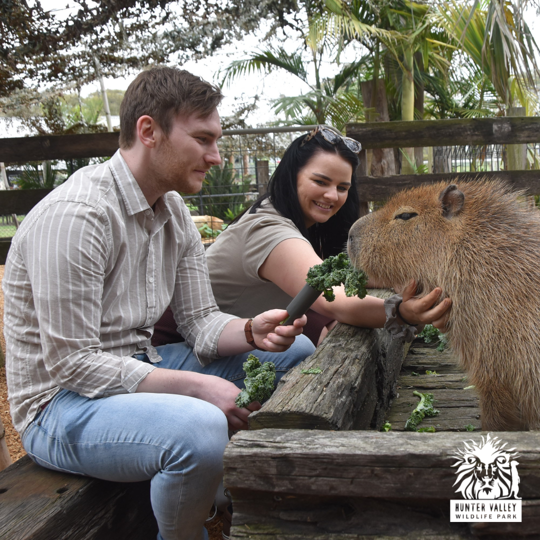 Hunter Valley Wildlife Park Facebook ad