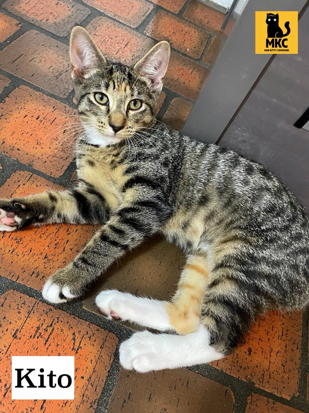 The Mini Kitty Commune Facebook ad: Available for adoption: Hello sunshine!