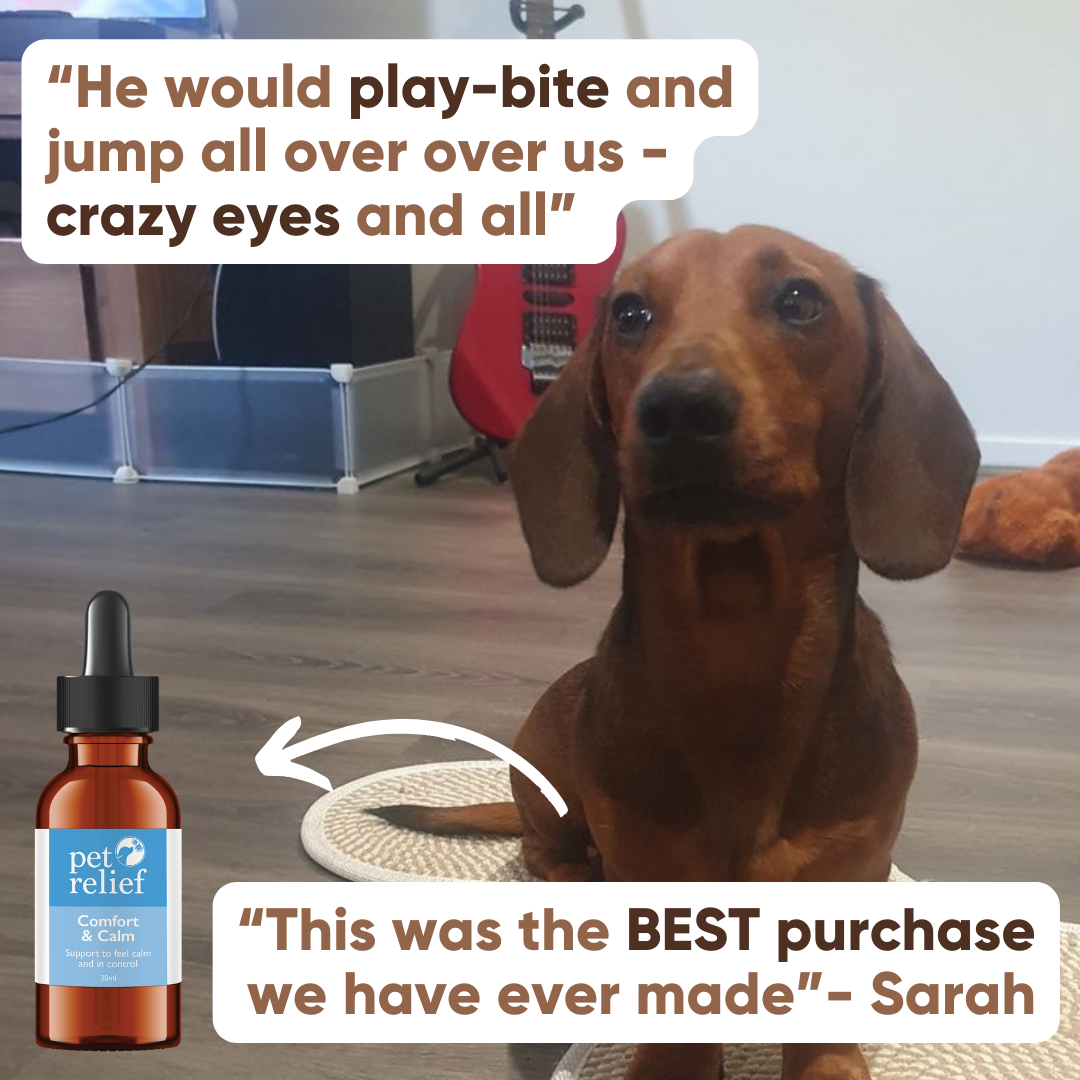 Pet Relief Australia Facebook ad