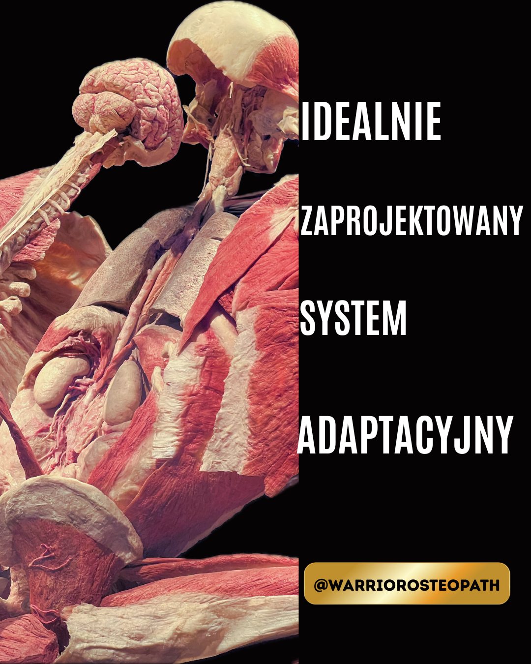 Warrior Osteopath Facebook ad: Od 15 lat pracuję z ciałem.