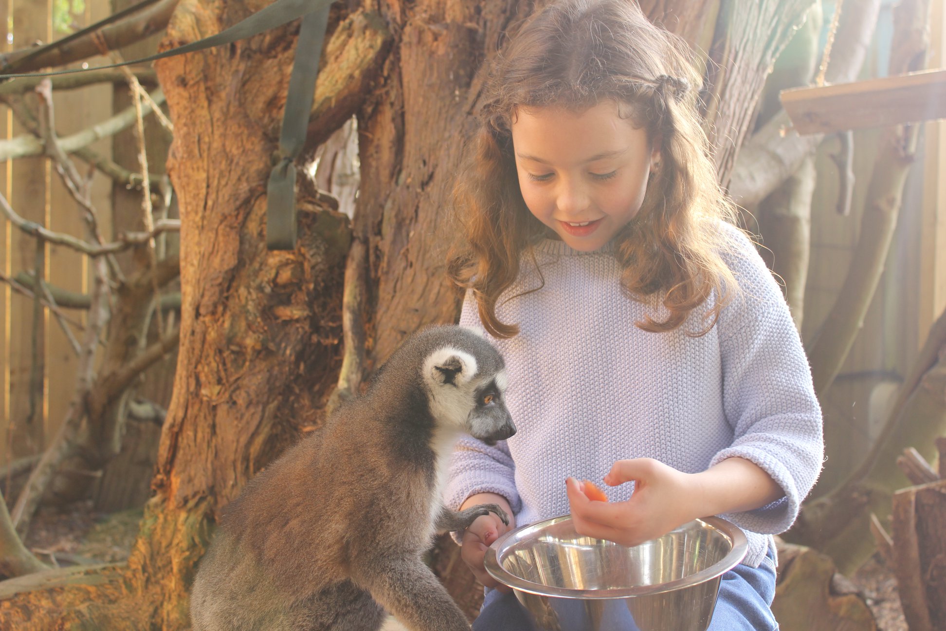 Hemsley Conservation Centre Facebook ad: Zoo | Hemsley Conservation Centre | Fairseat