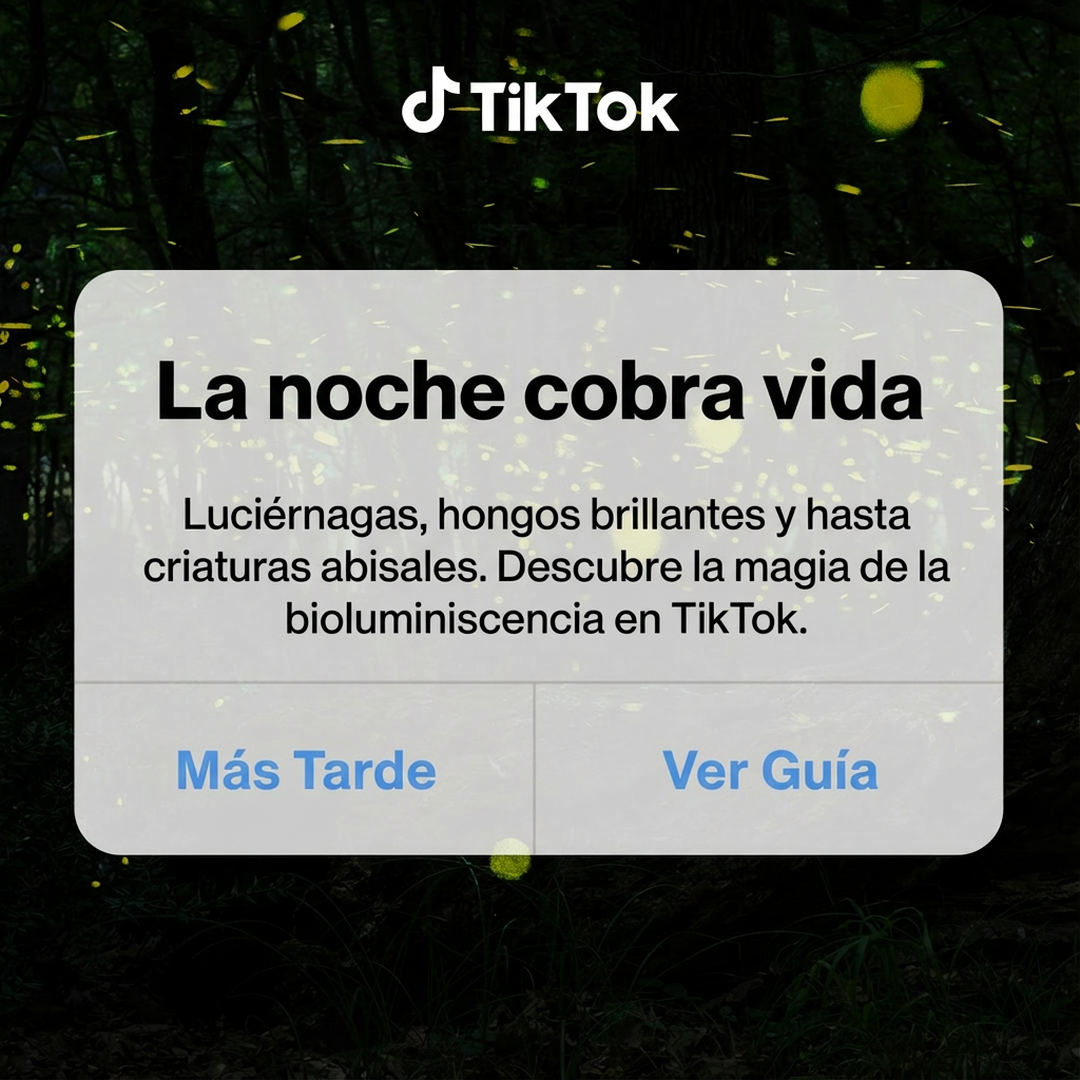 TikTok - LATAM Facebook ad