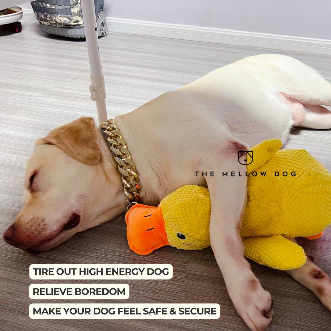 The Mellow Dog Facebook ad