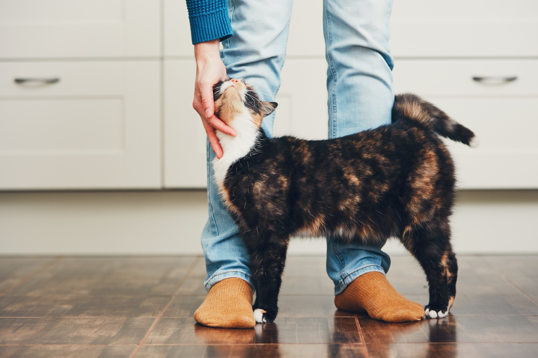 Nationwide Pet Facebook ad