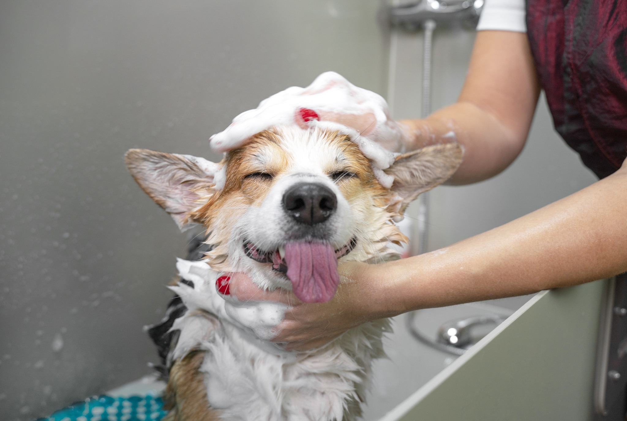 La Mia Bella Pet Salon Facebook ad: Dog Grooming | Round Rock | La Mia Bella
