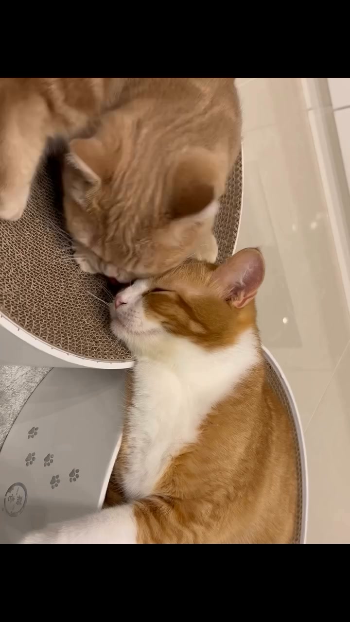 Necoichi - No.1 Cat Products Company from Japan Facebook ad: A Cozy Lounger Cats Can't Resist