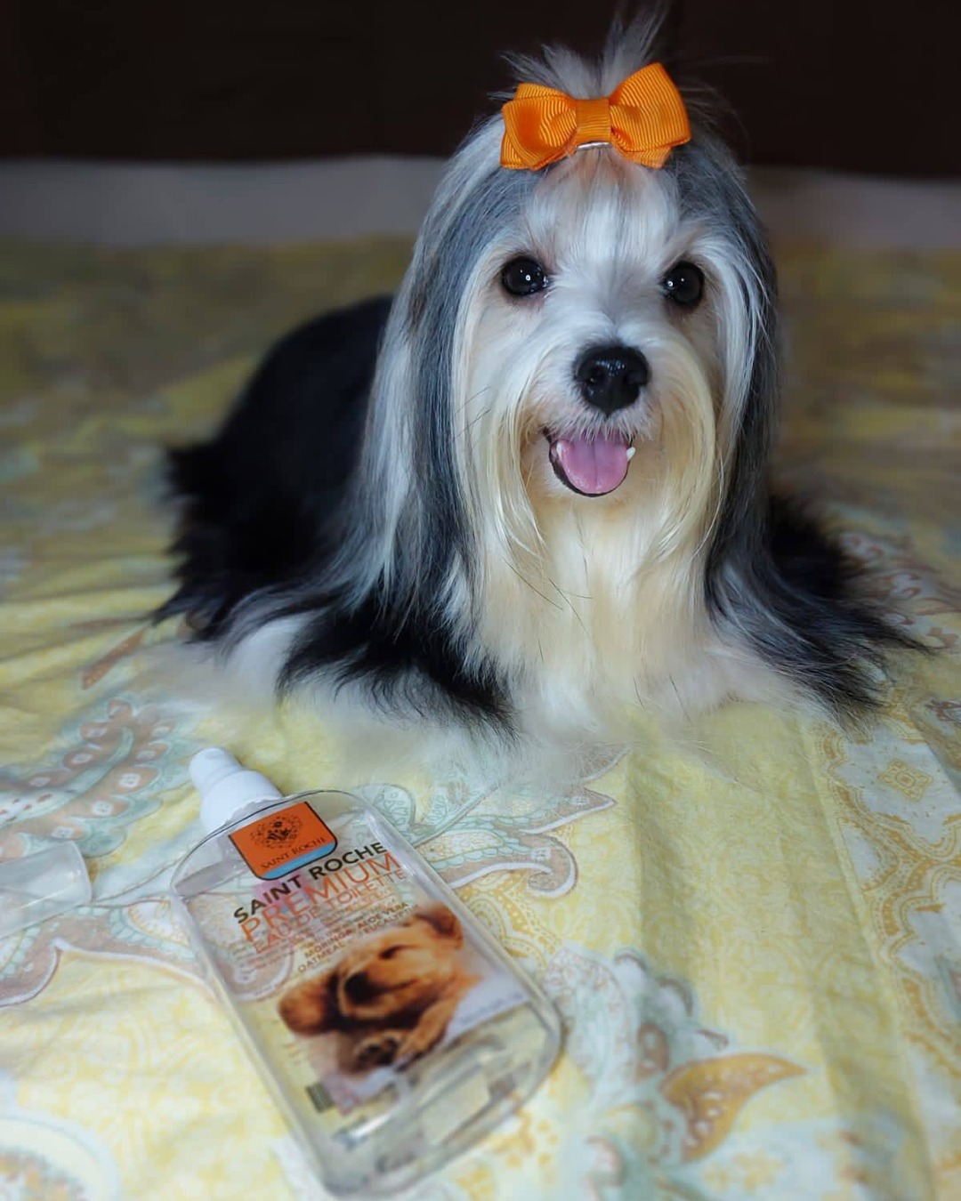 Saint Roche Premium Dog Shampoo Facebook ad